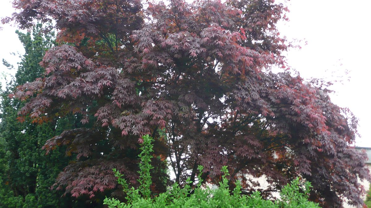 javor červenolistý po 15 letech od výsadby, na podzim je jeho listí jasně červené