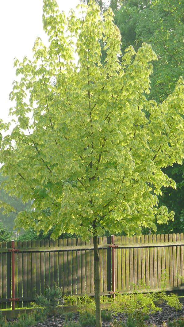javor zeleno-bílý list velký