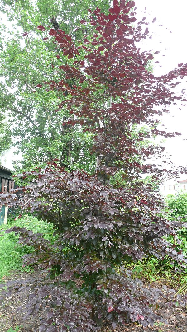 buk Fagus sylvatica purpurea - strom pro velké zahrady