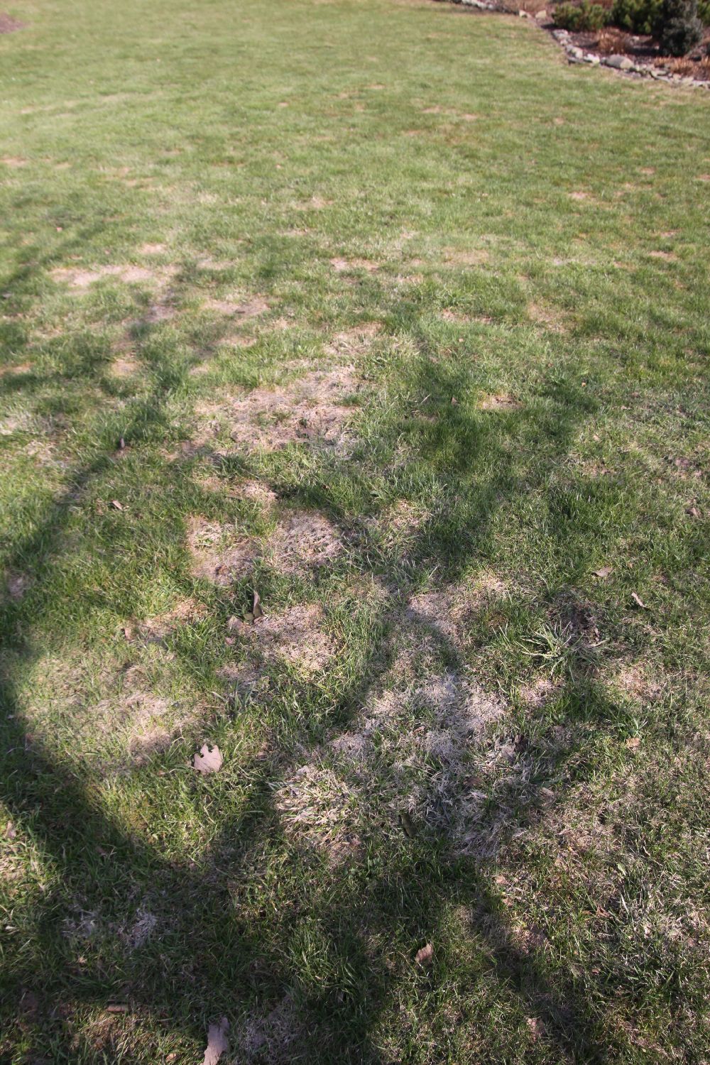 Poškozená tráva na jaře.