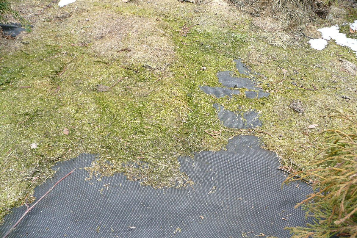 textílie byla přes léto a v zimě zakryta posečenou trávou